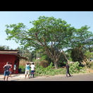 Ungesichert wird ein Baum gefällt